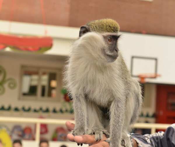 Animals Show By Our Show